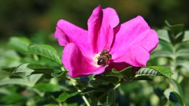 Bin samlar in pollen i blommor av wild rose. Naturliga sommaren bakgrund med insekter. — Stockvideo