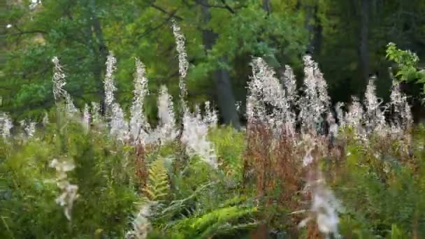 Natürlicher Sommerhintergrund - grünes Gras, das im Wind schwankt. sonniger Tag im Wald. — Stockvideo