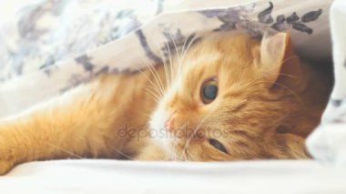 Şirin zencefil kedi bir battaniyenin altında yatakta yalan. Kabarık evde beslenen hayvan battaniye altında bir şey ile oynarken. Komik hayvan ile rahat ev arka plan.