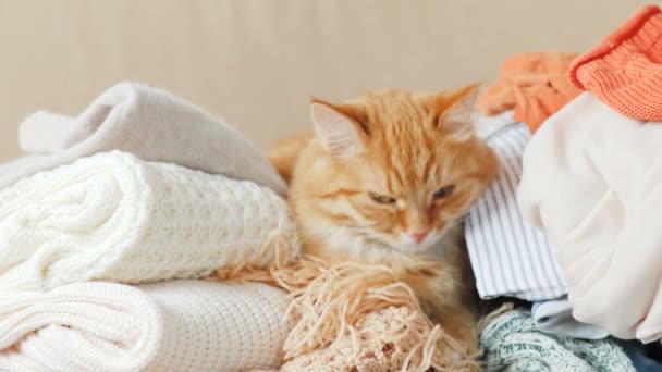Lindo gato jengibre duerme en una pila de ropa de punto. Los suéteres y bufandas de punto cálido se pliegan en montones. Fluffy mascota está dormitando entre cardigans. Acogedor fondo casero — Vídeos de Stock