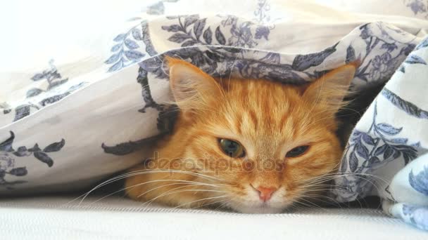 Χαριτωμένο γάτα τζίντζερ ξαπλωμένη στο κρεβάτι με μια κουβέρτα. Αφράτο κατοικίδιο ζώο άνετα εγκαταστάθηκε στον ύπνο. Άνετο σπίτι φόντο με αστεία pet. — Αρχείο Βίντεο