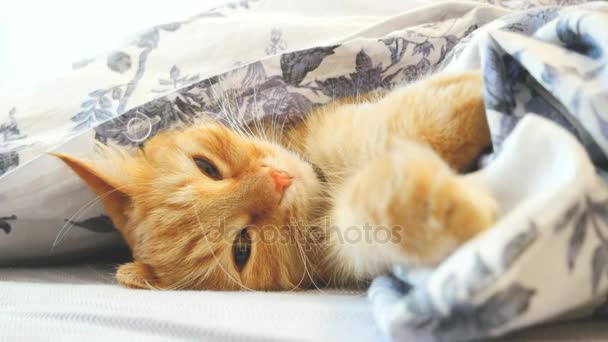 Lindo gato jengibre acostado en la cama debajo de una manta. Alfombra esponjosa cómodamente establecida para dormir. Acogedor fondo casero con mascota divertida . — Vídeo de stock