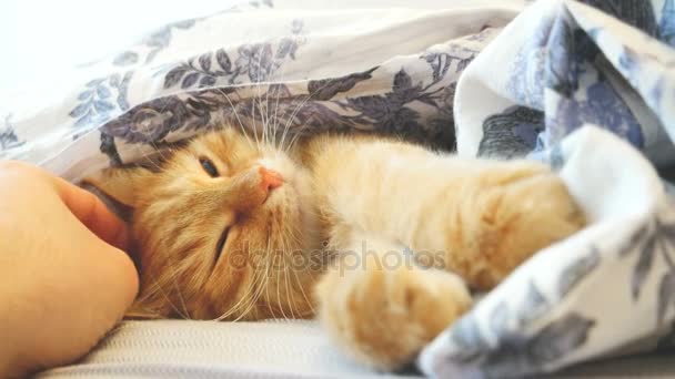 Cute ginger cat lying in bed under a blanket. Fluffy pet comfortably settled to sleep. Man stroking a cat. Cozy home background with funny pet. — Stock Video