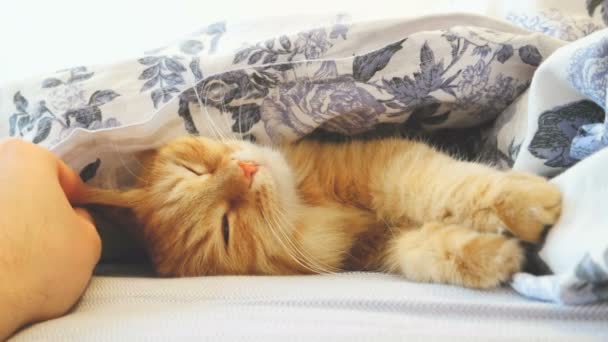 Cute ginger cat lying in bed under a blanket. Fluffy pet comfortably settled to sleep. Man stroking a cat. Cozy home background with funny pet. — Stock Video