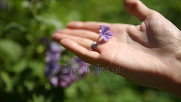 Una mujer encontró una flor de la suerte en el arbusto lila. Fondo de primavera natural con flores en flor . — Vídeo de stock