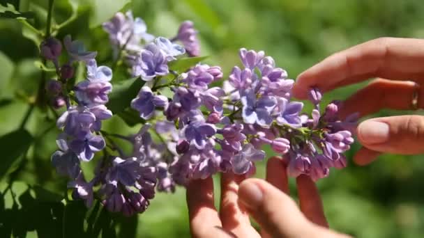 여자는 라일락 부시에 행운 꽃을 발견. 꽃으로 만발한 자연 봄 배경. — 비디오
