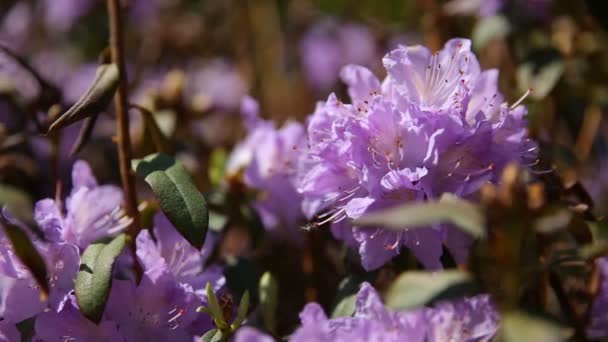 Rododendron. Světlé květiny na zelené přirozeného pozadí. Ráno v zahradě. — Stock video