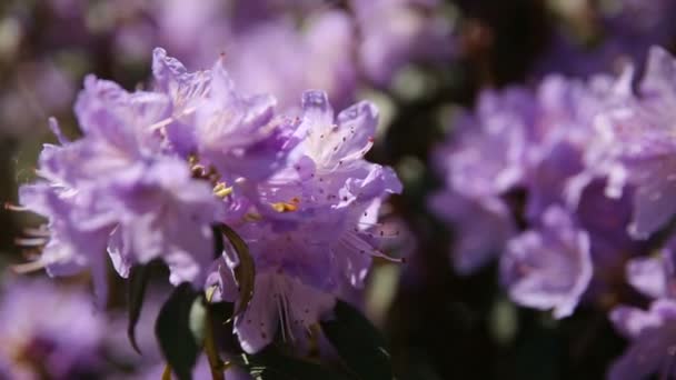Rhododendron. Ljusa blommor på grön naturliga bakgrund. Solig sommarmorgon i trädgården. — Stockvideo