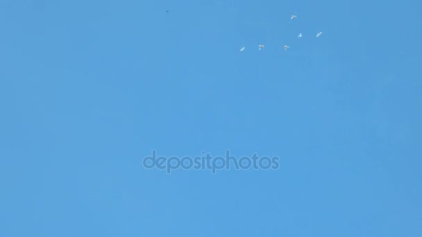 Manada de palomas decorativas blancas volando en cielo azul claro. Paloma blanca - símbolo de paz . — Vídeos de Stock