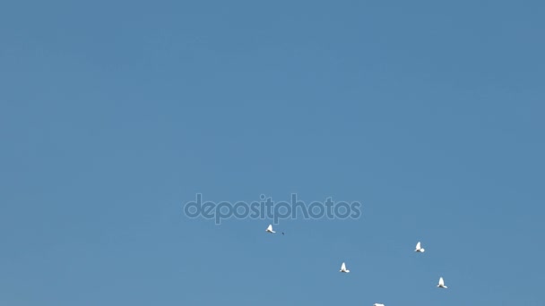 Schar weißer Ziertauben, die am strahlend blauen Himmel fliegen. weiße Taube - Symbol des Friedens. — Stockvideo