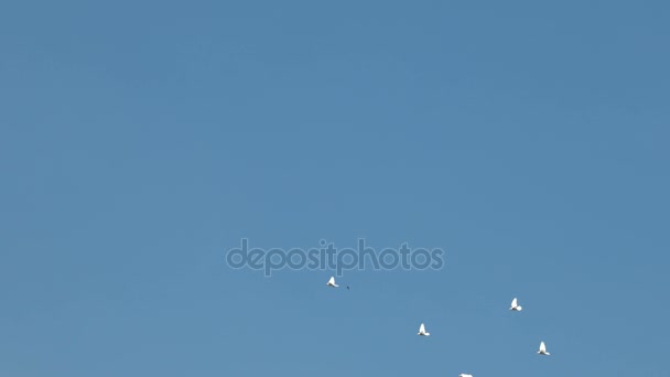 Troupeau de pigeons décoratifs blancs volant dans un ciel bleu clair. Colombe blanche - symbole de paix .