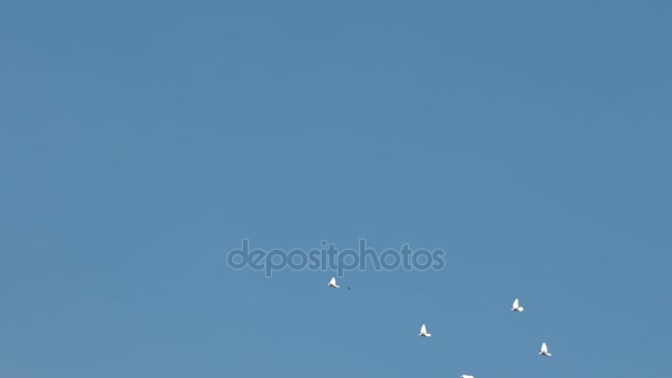 Manada de palomas decorativas blancas volando en cielo azul claro. Paloma blanca - símbolo de paz . — Vídeo de stock