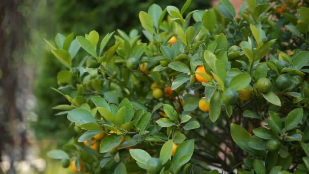 Citrofortunella microcarpa calamondin입니다. 단풍에 calamondin 과일 자연 배경. — 비디오