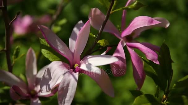 玉兰苏珊木兰科，M.stellata，M.liliflora。天然泉水背景与盛开的花朵. — 图库视频影像