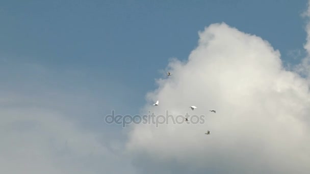 Masmavi gökyüzünde uçan beyaz dekoratif güvercinler sürüsü. Beyaz Güvercin - barış sembolü. — Stok video