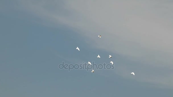 澄んだ青い空を飛んでいる白い装飾的なハトの群れ。-平和のシンボルの白い鳩. — ストック動画