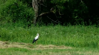 Beyaz alan yiyecek bulmak üzerinde yürüyen leylek
