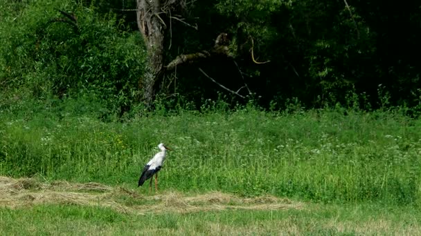 Cigüeña blanca caminando por el campo en busca de comida — Vídeo de stock