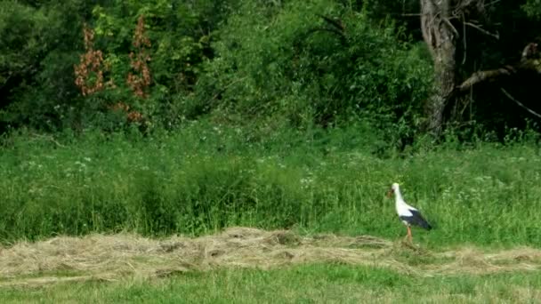 Vit stork gå på fältet på jakt efter mat — Stockvideo