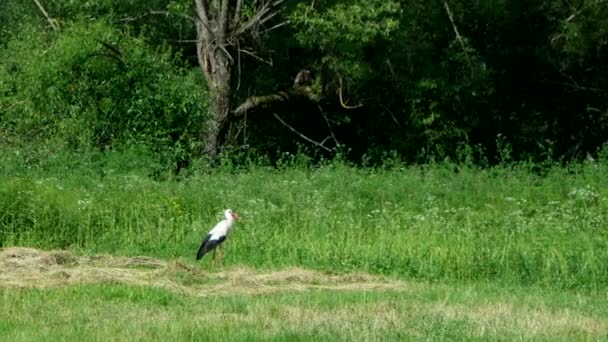 Cegonha branca caminhando no campo em busca de comida — Vídeo de Stock