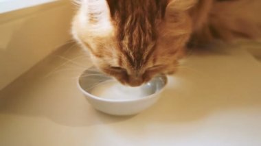 Şirin zencefil kedi sütünden beyaz kase alıştırma. Ağır çekim klibi ile kabarık evde beslenen hayvan.