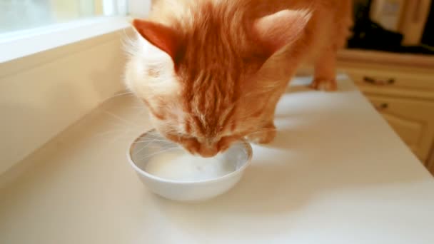 Симпатичный рыжий кот, пьющий молоко из белой миски. Медленный клип с пушистым питомцем . — стоковое видео
