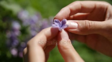 Kadın şanslı çiçek leylak bush oteli bulundu. Doğal kaynak arka plan ile çiçek çiçekler.