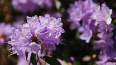 Ormangülü. Parlak çiçek yeşil doğal zemin üzerine. Bahçede güneşli yaz sabahı.