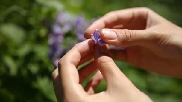 Una mujer encontró una flor de la suerte en el arbusto lila. Fondo de primavera natural con flores en flor . — Vídeos de Stock