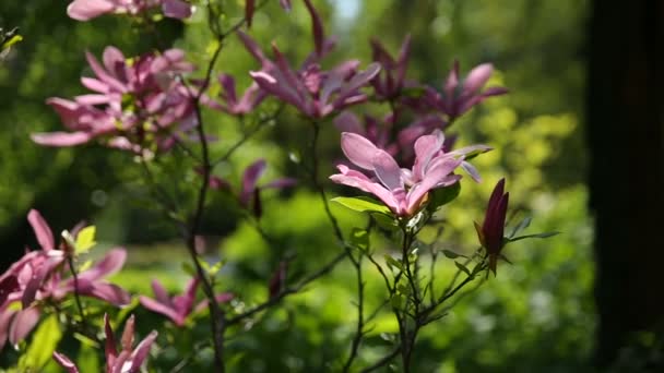 玉兰苏珊木兰科，M.stellata，M.liliflora。天然泉水背景与盛开的花朵. — 图库视频影像