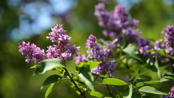 淡紫色的布什。天然泉水背景与盛开的花朵. — 图库视频影像