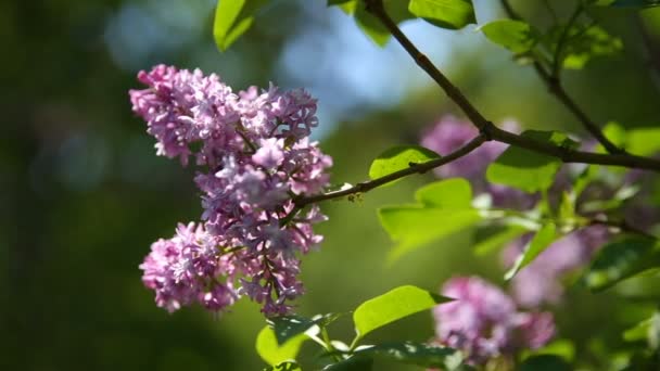 淡紫色的布什。天然泉水背景与盛开的花朵. — 图库视频影像