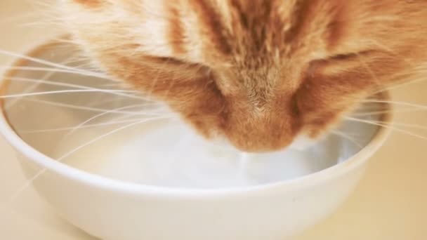 Lindo gato de jengibre chupando leche de tazón blanco. Clip de cámara lenta con mascota esponjosa . — Vídeo de stock