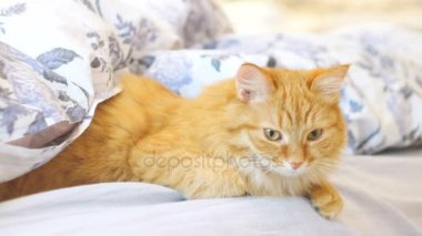 Şirin zencefil kedi bir battaniyenin altında yatakta yalan. Kabarık pet rahat uyumak için yerleşmiş. Komik hayvan ile rahat ev arka plan.