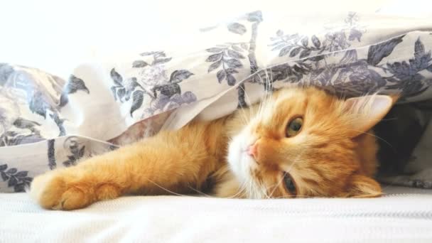 Cute ginger cat lying in bed under a blanket. Fluffy pet comfortably settled to sleep. Cozy home background with funny pet. — Stock Video