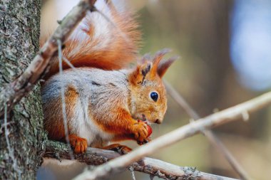 Kızıl sincap ağaçta kış orman oturur. Bir somun yeme kemirgen.