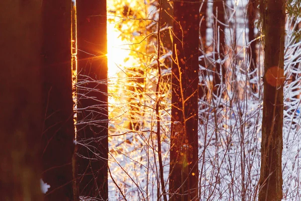 Naplemente a téli erdő. Sunlight fák között. Természetes szezonális háttér. — Stock Fotó