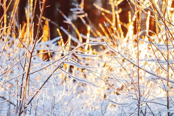 Naplemente a téli erdő. Sunlight fák között. Természetes szezonális háttér. — Stock Fotó