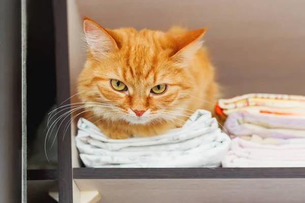 Lindo jengibre gato dormir en lugar prohibido - en el armario con ropa de cama limpia . — Foto de Stock