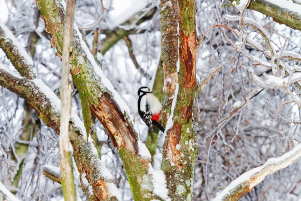 Ginger woodpecker sits on a tree in the winter forest. Bright bird looking for bugs in the bark of a tree.