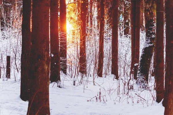 Pôr do sol na floresta de inverno. Luz solar entre árvores. Fundo sazonal natural . — Fotografia de Stock