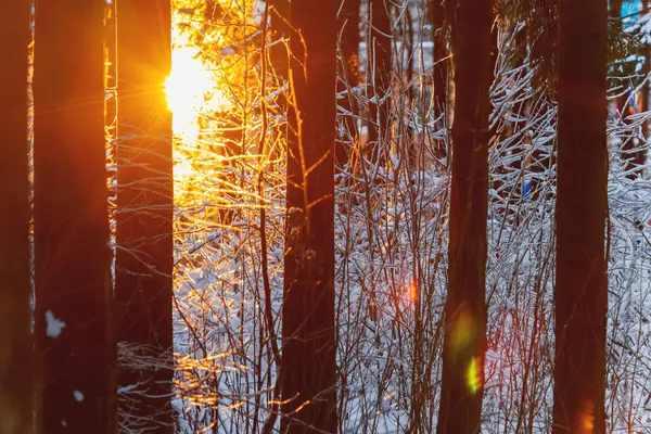 Pôr do sol na floresta de inverno. Luz solar entre árvores. Fundo sazonal natural . — Fotografia de Stock