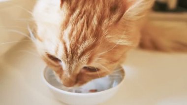 Şirin zencefil kedi sütünden beyaz kase alıştırma. Ağır çekim klibi ile kabarık evde beslenen hayvan.