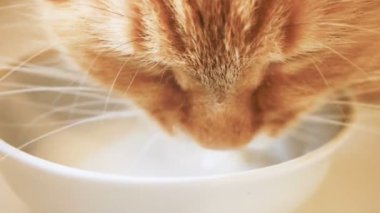 Şirin zencefil kedi sütünden beyaz kase alıştırma. Ağır çekim klibi ile kabarık evde beslenen hayvan.