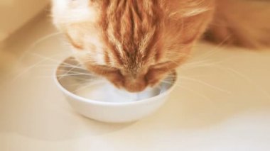 Şirin zencefil kedi sütünden beyaz kase alıştırma. Ağır çekim klibi ile kabarık evde beslenen hayvan.