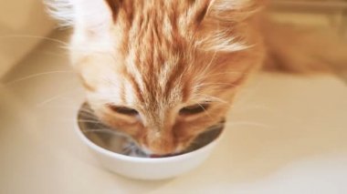 Şirin zencefil kedi sütünden beyaz kase alıştırma. Ağır çekim klibi ile kabarık evde beslenen hayvan.