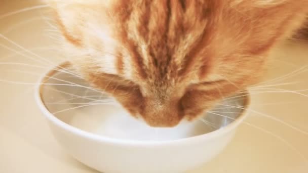 Lindo gato de jengibre chupando leche de tazón blanco. Clip de cámara lenta con mascota esponjosa . — Vídeos de Stock