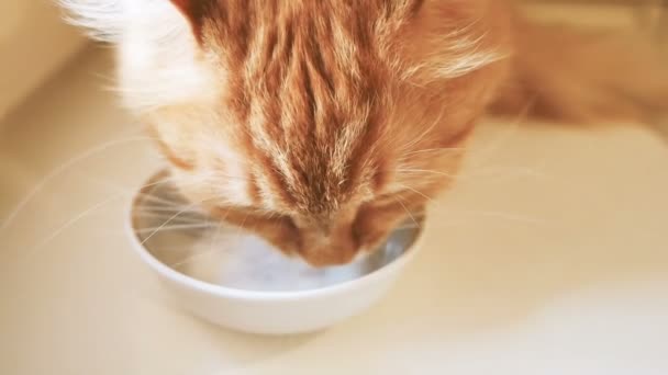 Carino lo zenzero gatto lappatura latte da ciotola bianca. Clip al rallentatore con animaletto soffice . — Video Stock