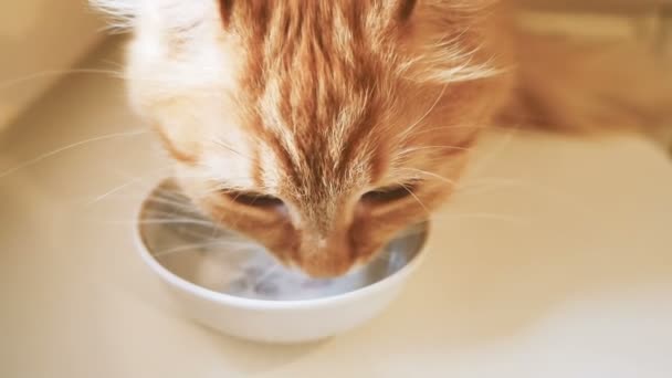 Lindo gato de jengibre chupando leche de tazón blanco. Clip de cámara lenta con mascota esponjosa . — Vídeo de stock