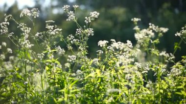 Rüzgarda sallanan doğal yaz arka plan - yeşil çim. Güneşli bir günde orman.